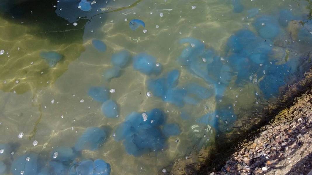Yüzlercesi sahile vurdu, dokunan anında zehirleniyor! Mavi renklilere sakın yaklaşmayın, ölüm tehlikesi var 1